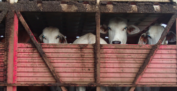 Indonesia has cut its Australian cattle imports by 80%. Photo Credit: Flickr (writtenq) Creative Commons.