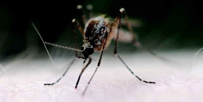 Mosquito. Photo Source: Robert Andersson (Flickr). Creative Commons.