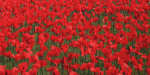 Poppy project in Gosford, 2015. Photo source: Gostalgia (Flickr). Creative Commons. 