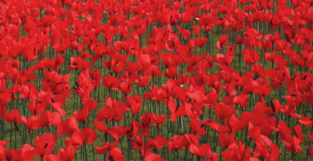 Poppy project in Gosford, 2015. Photo source: Gostalgia (Flickr). Creative Commons. 