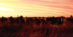 Australian cattle farm at sunset. Photo source: Melody Ayres-Griffiths (Flickr). Creative Commons.