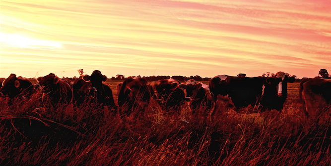 Australian cattle farm at sunset. Photo source: Melody Ayres-Griffiths (Flickr). Creative Commons.