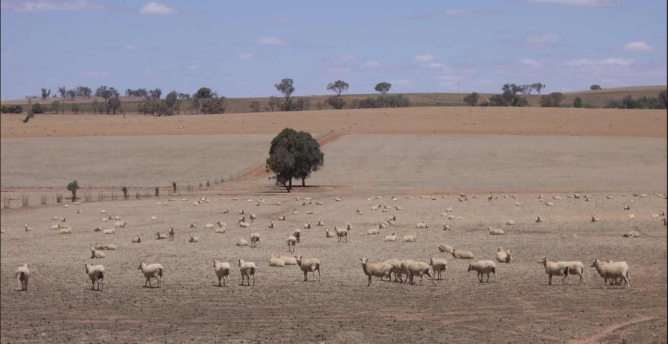 Riverina Drought