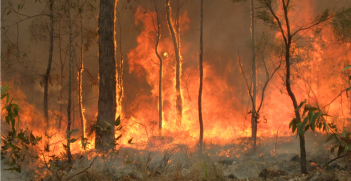 Bushfire at Captain Creek in Central Queensland. Source: 80 trading 24 https://bit.ly/33q1t9f