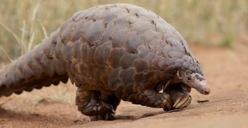 Ground Pangolin at Madikwe Game Reserve in South Africa. Also known as the Scaly Anteater, it actually walks on its hind feet. It uses its front feet for balance. It is a very rare sight to see since it is primarily nocturnal and has been hunted to near extinction. Source: David Brossard https://bit.ly/34dSDvz