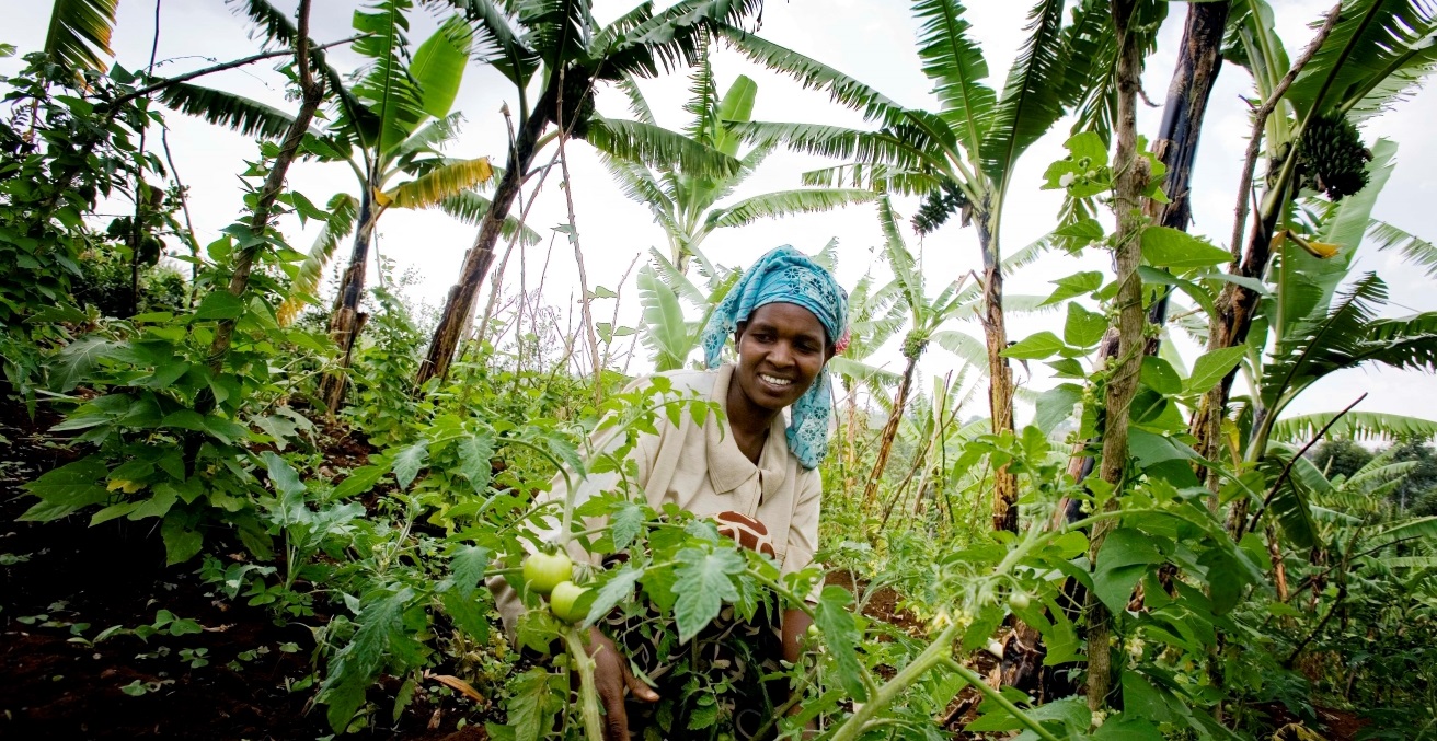 Olive Sabila Chemutai tends to her tomatoes on her homestead in Kapseror Village, Kapchorwa,Uganda. Landcare provide training and support to farmers on Mount Elgon to help combat the effects of soil erosion and envioronmental damage, with support from Australia. Source: Kate Holt/Africa Practice https://bit.ly/3m5E1WW